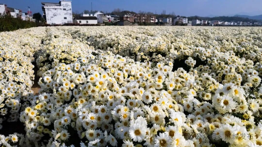 1758531076852062.jpg 1.jpg