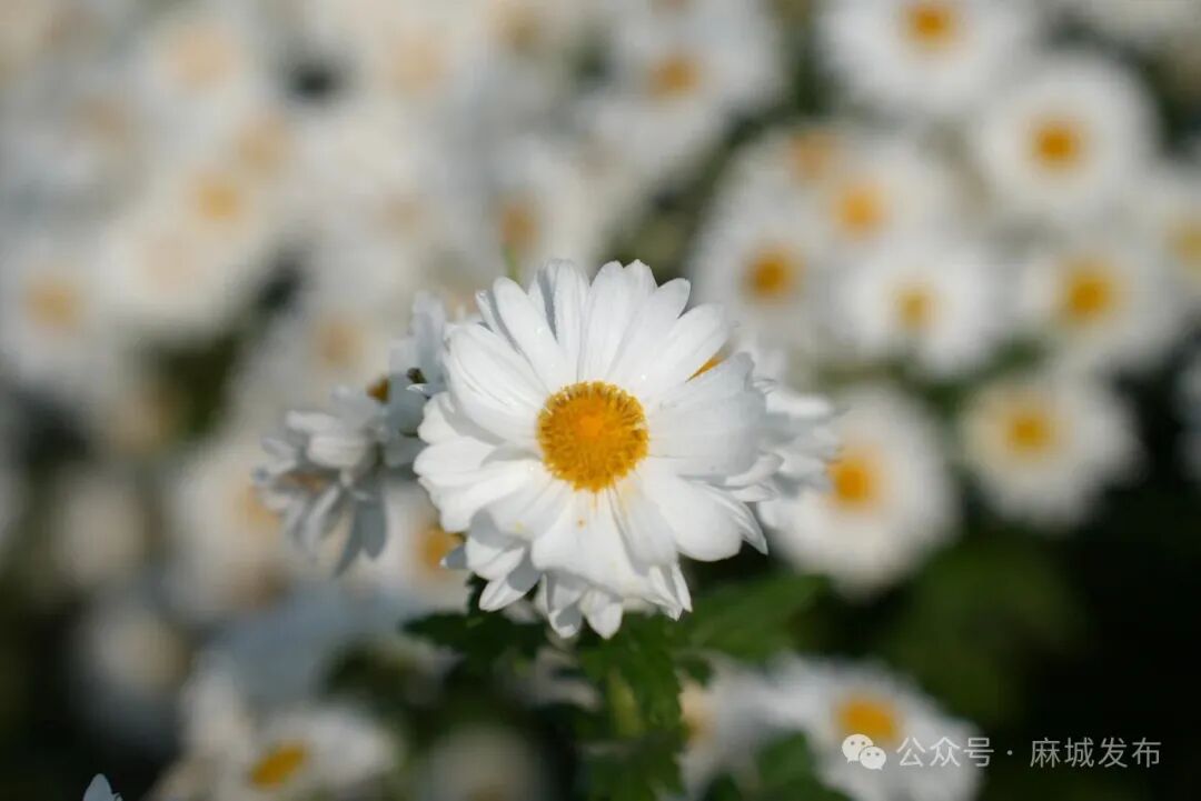 1758531086630156.jpg 2.jpg