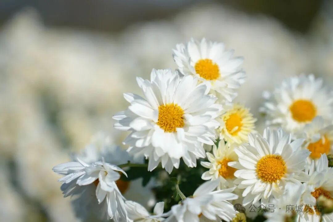 1758531094389804.jpg 3.jpg