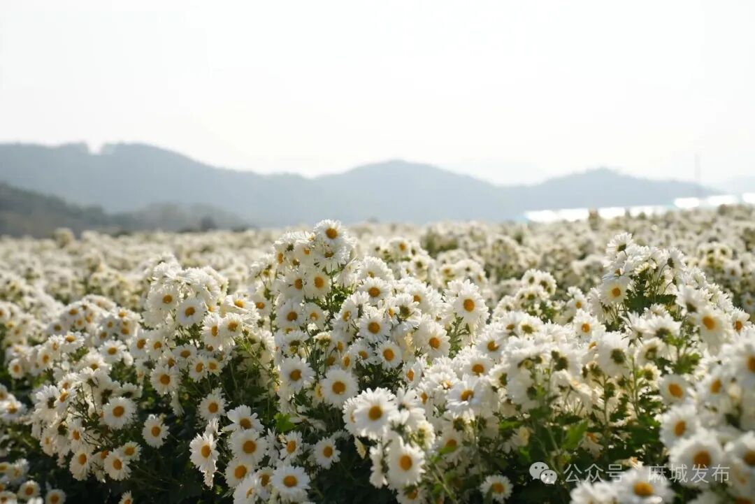 1758531104566559.jpg 4.jpg